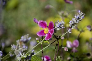 memorial garden september 11 2016 9 sm.jpg